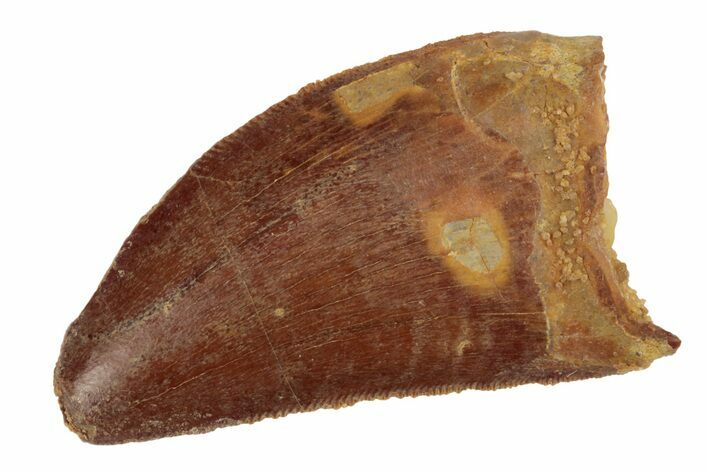 Serrated, 1.31" Juvenile Carcharodontosaurus Tooth 